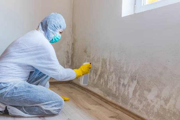 Mold Remediation specialist working in Mount Freedom